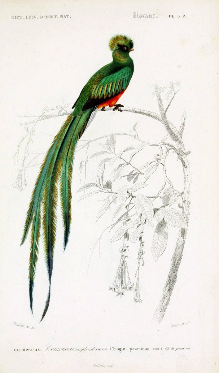 Dictionnaire universel d'histoire naturelle :.Paris | Dictionaries "Natural history"  | Vintage Print Reproduction 470078