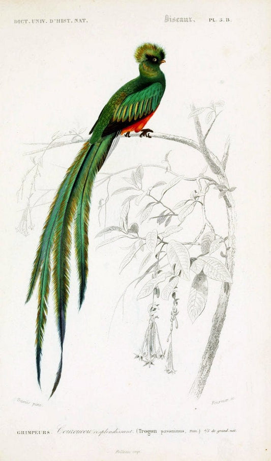 Dictionnaire universel d'histoire naturelle :.Paris | Dictionaries "Natural history"  | Vintage Print Reproduction 470078