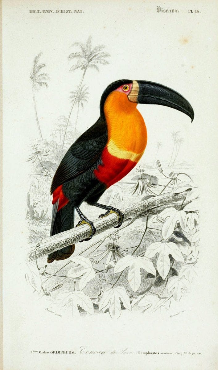 Dictionnaire universel d'histoire naturelle :.Paris | Dictionaries "Natural history"  | Vintage Print Reproduction 470079