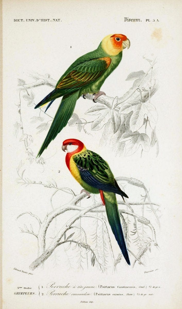 Dictionnaire universel d'histoire naturelle :.Paris | Dictionaries "Natural history"  | Vintage Print Reproduction 470080