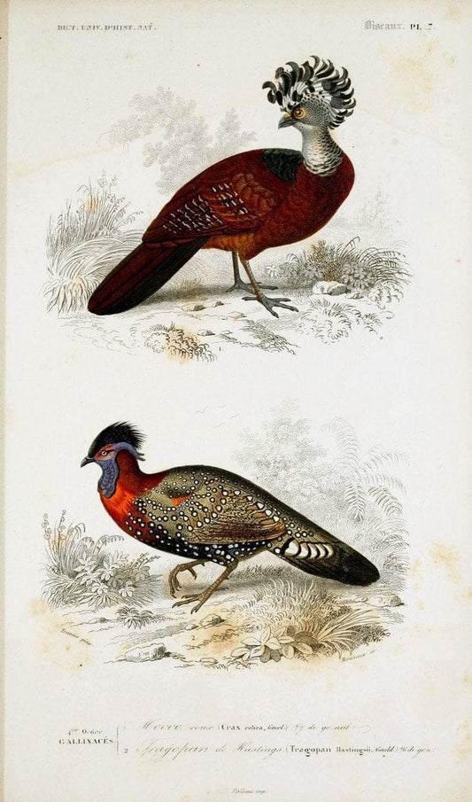 Dictionnaire universel d'histoire naturelle :.Paris | Dictionaries "Natural history"  | Vintage Print Reproduction 470081