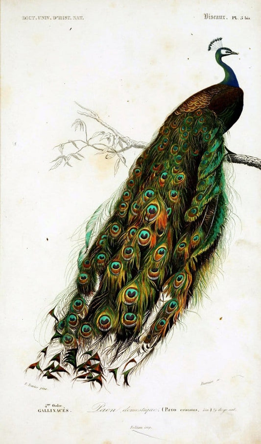 Dictionnaire universel d'histoire naturelle :.Paris | Dictionaries "Natural history"  | Vintage Print Reproduction 470082