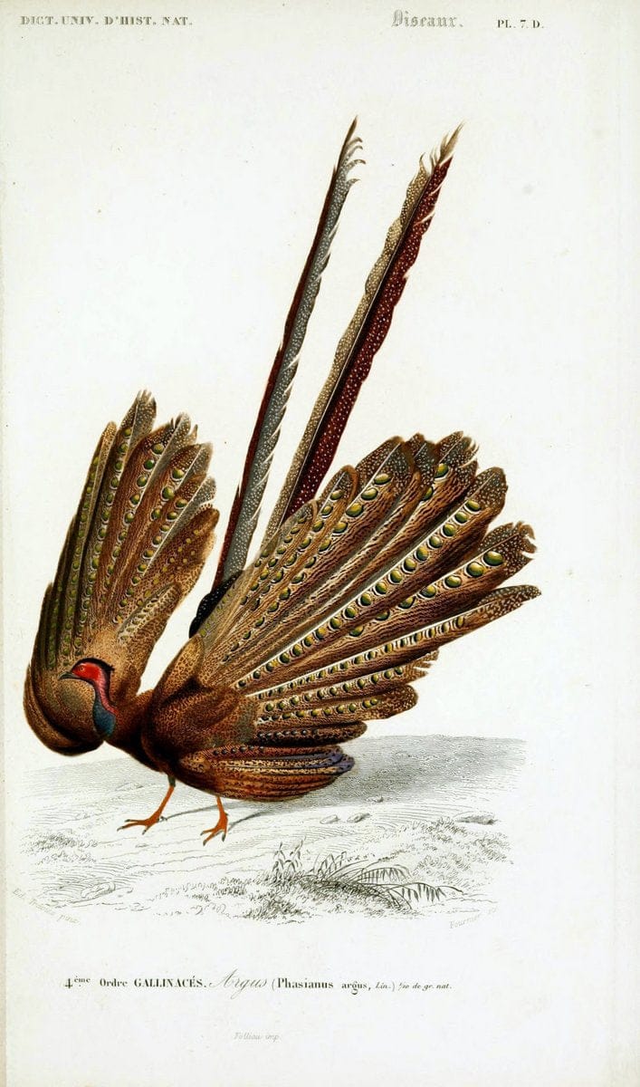 Dictionnaire universel d'histoire naturelle :.Paris | Dictionaries "Natural history"  | Vintage Print Reproduction 470086