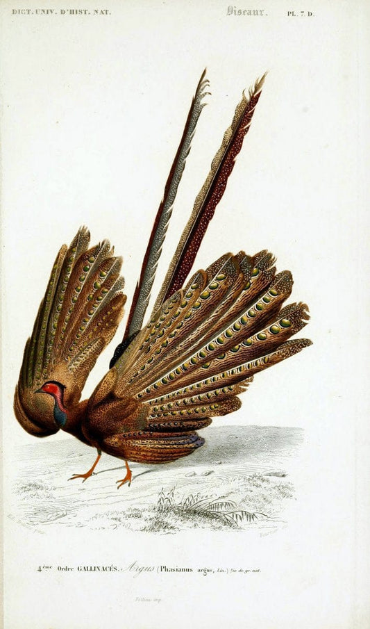 Dictionnaire universel d'histoire naturelle :.Paris | Dictionaries "Natural history"  | Vintage Print Reproduction 470086