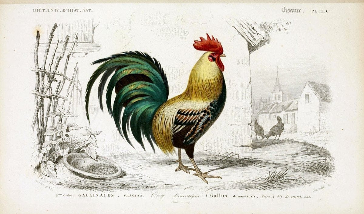 Dictionnaire universel d'histoire naturelle :.Paris | Dictionaries "Natural history"  | Vintage Print Reproduction 470087
