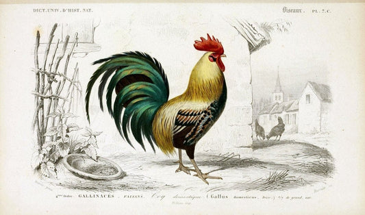 Dictionnaire universel d'histoire naturelle :.Paris | Dictionaries "Natural history"  | Vintage Print Reproduction 470087
