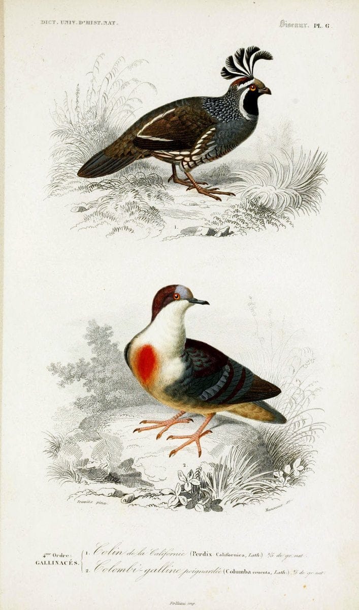 Dictionnaire universel d'histoire naturelle :.Paris | Dictionaries "Natural history"  | Vintage Print Reproduction 470089