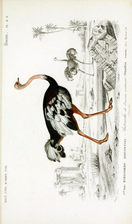 Dictionnaire universel d'histoire naturelle :.Paris | Dictionaries "Natural history"  | Vintage Print Reproduction 470091