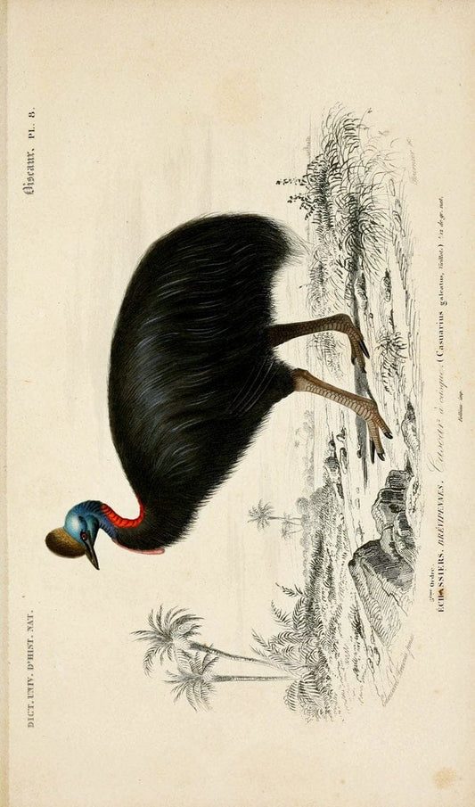 Dictionnaire universel d'histoire naturelle :.Paris | Dictionaries "Natural history"  | Vintage Print Reproduction 470092