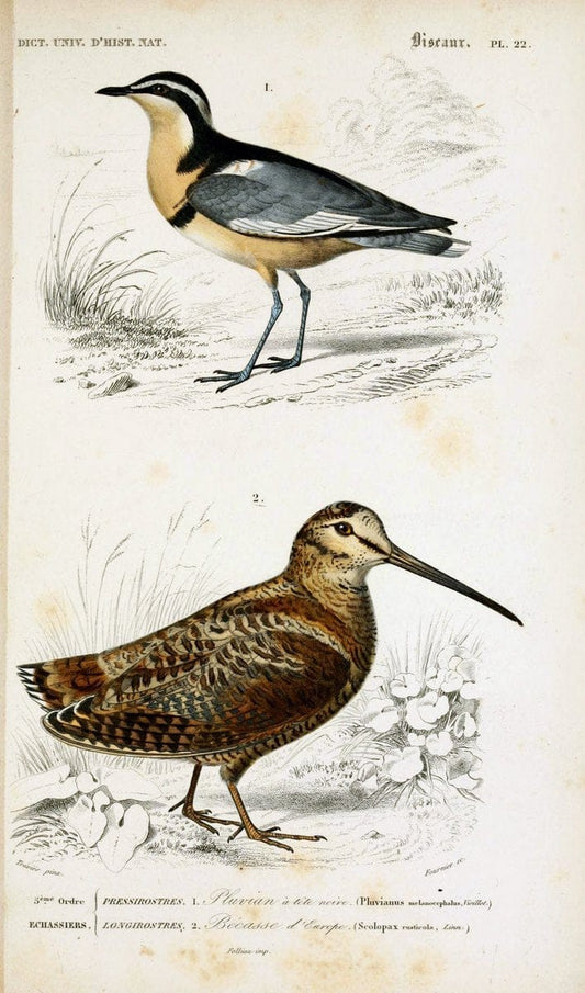 Dictionnaire universel d'histoire naturelle :.Paris | Dictionaries "Natural history"  | Vintage Print Reproduction 470093