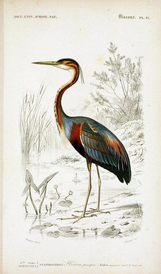 Dictionnaire universel d'histoire naturelle :.Paris | Dictionaries "Natural history"  | Vintage Print Reproduction 470095