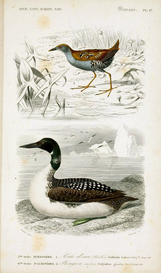Dictionnaire universel d'histoire naturelle :.Paris | Dictionaries "Natural history"  | Vintage Print Reproduction 470097