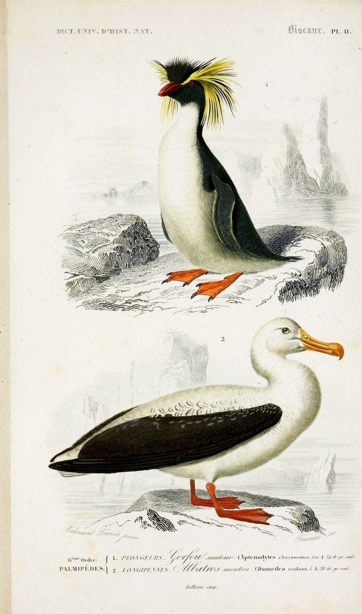 Dictionnaire universel d'histoire naturelle :.Paris | Dictionaries "Natural history"  | Vintage Print Reproduction 470098