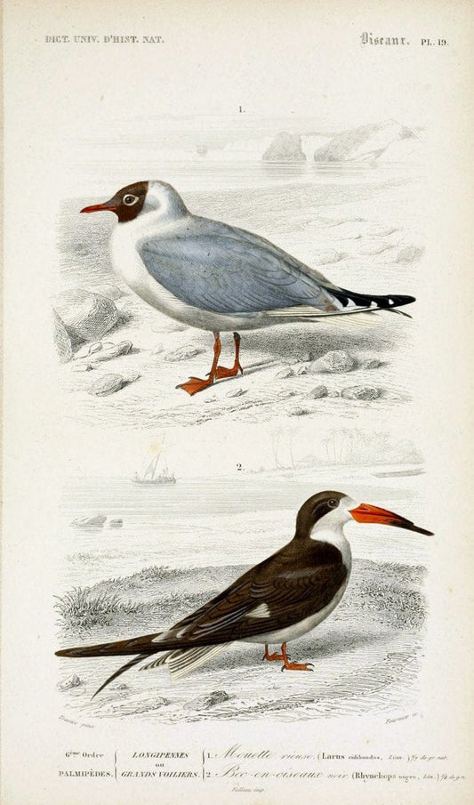 Dictionnaire universel d'histoire naturelle :.Paris | Dictionaries "Natural history"  | Vintage Print Reproduction 470099