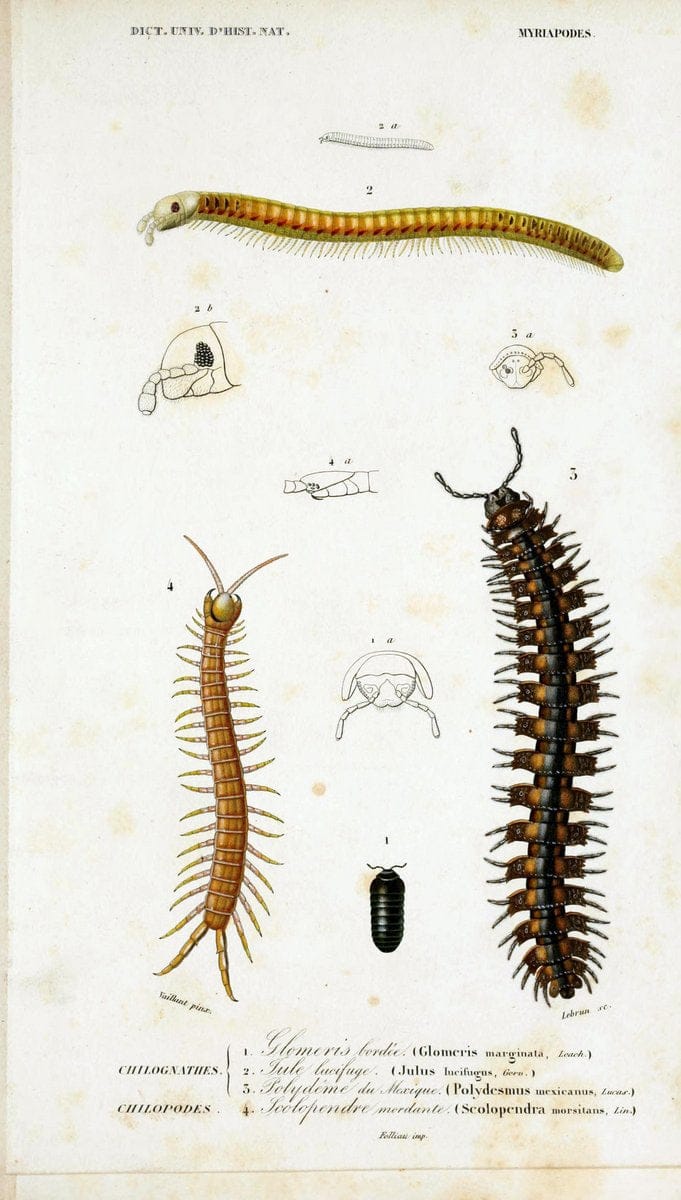 Dictionnaire universel d'histoire naturelle. v. 3 1849 -Atlas (Zoologie-Botanique)Paris | Dictionaries "Natural history" "NCSU Libraries" taxonomy:genus=Polydesmus | Vintage Print Reproduction 470102