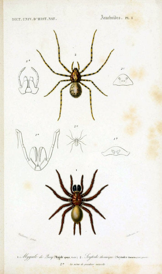 Dictionnaire universel d'histoire naturelle. v. 3 1849 - Atlas (Zoologie-Botanique)Paris | Dictionaries "Natural history" "NCSU Libraries" | Vintage Print Reproduction 470103