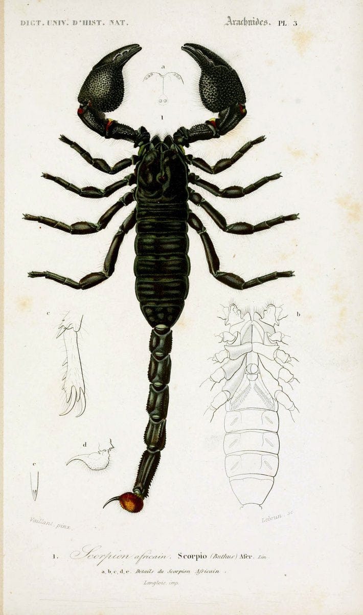 Dictionnaire universel d'histoire naturelle. v. 3 1849 - Atlas (Zoologie-Botanique)Paris | Dictionaries "Natural history" "NCSU Libraries" | Vintage Print Reproduction 470105
