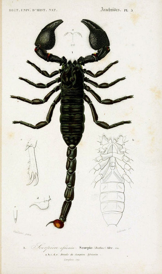 Dictionnaire universel d'histoire naturelle. v. 3 1849 - Atlas (Zoologie-Botanique)Paris | Dictionaries "Natural history" "NCSU Libraries" | Vintage Print Reproduction 470105