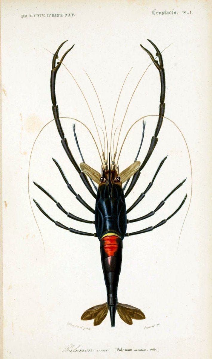 Dictionnaire universel d'histoire naturelle. v. 3 1849 - Atlas (Zoologie-Botanique)Paris | Dictionaries "Natural history" "NCSU Libraries" | Vintage Print Reproduction 470109