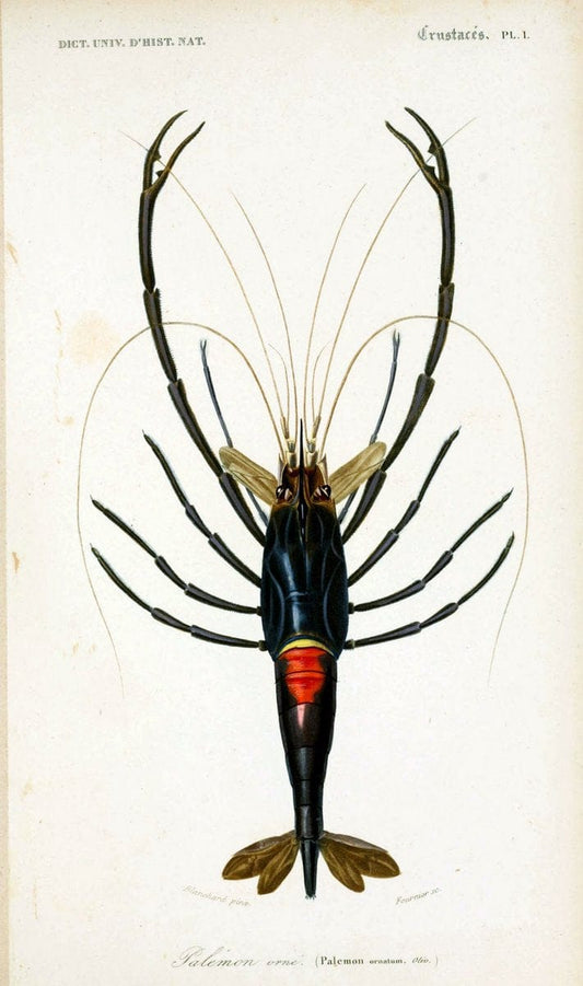 Dictionnaire universel d'histoire naturelle. v. 3 1849 - Atlas (Zoologie-Botanique)Paris | Dictionaries "Natural history" "NCSU Libraries" | Vintage Print Reproduction 470109