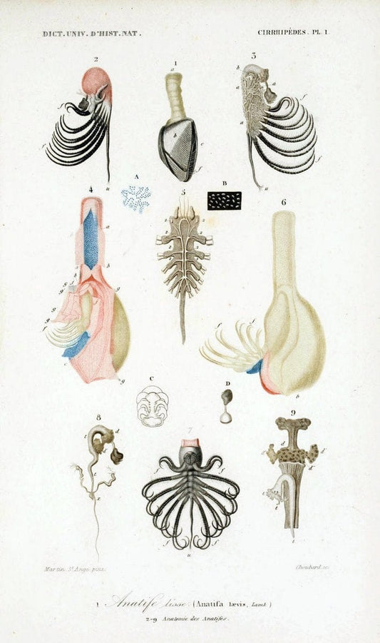 Dictionnaire universel d'histoire naturelle. v. 3 1849 - Atlas (Zoologie-Botanique)Paris | Dictionaries "Natural history" "NCSU Libraries" | Vintage Print Reproduction 470111