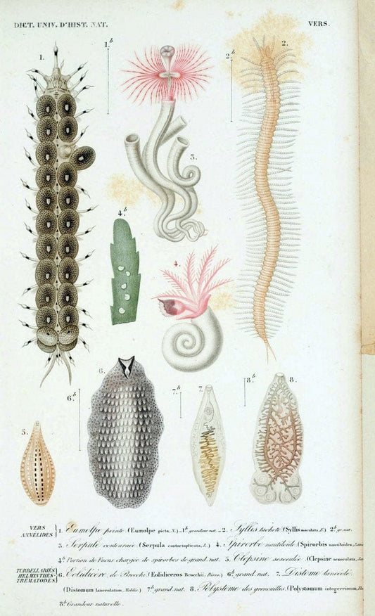 Dictionnaire universel d'histoire naturelle. v. 3 1849 - Atlas (Zoologie-Botanique)Paris | Dictionaries "Natural history" "NCSU Libraries" | Vintage Print Reproduction 470112