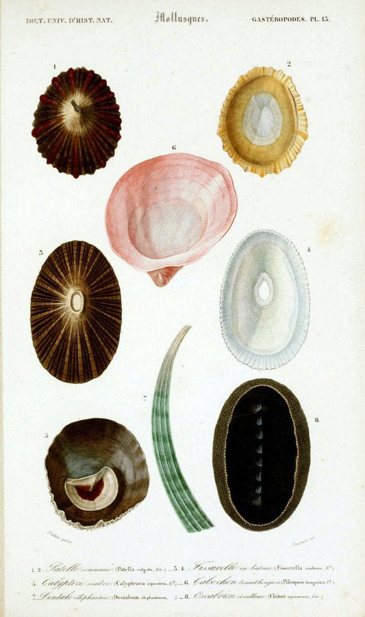 Dictionnaire universel d'histoire naturelle. v. 3 1849 - Atlas (Zoologie-Botanique)Paris | Dictionaries "Natural history" "NCSU Libraries" | Vintage Print Reproduction 470114