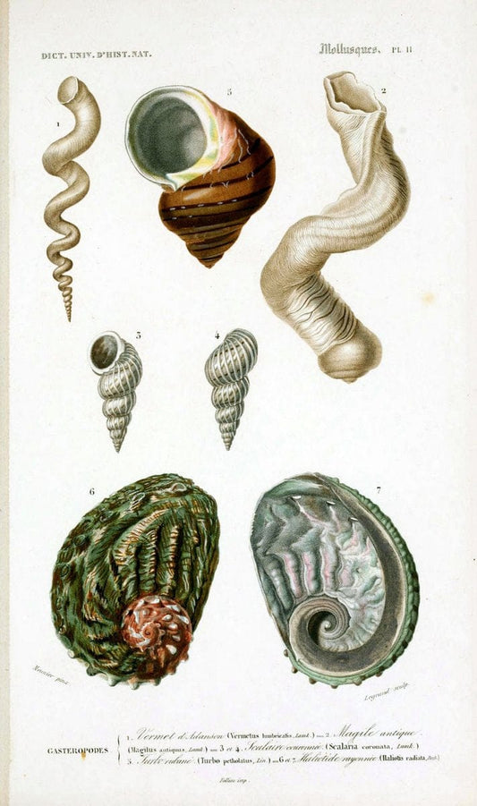 Dictionnaire universel d'histoire naturelle. v. 3 1849 - Atlas (Zoologie-Botanique)Paris | Dictionaries "Natural history" "NCSU Libraries" | Vintage Print Reproduction 470115