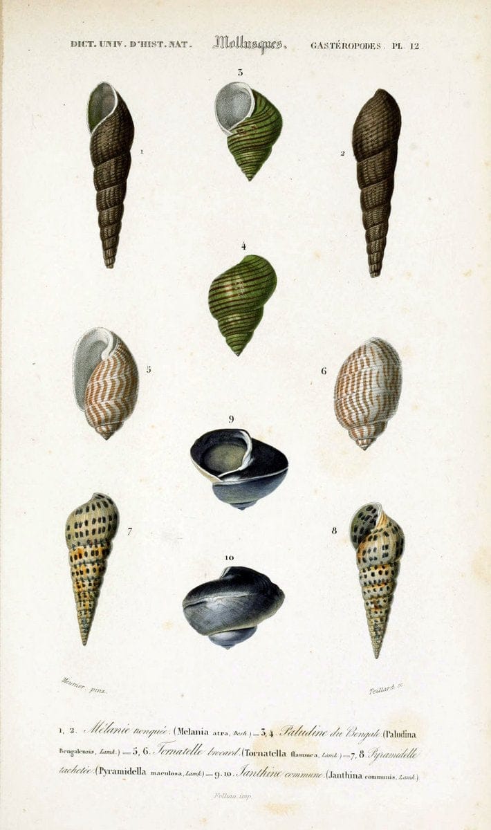 Dictionnaire universel d'histoire naturelle. v. 3 1849 - Atlas (Zoologie-Botanique)Paris | Dictionaries "Natural history" "NCSU Libraries" | Vintage Print Reproduction 470116