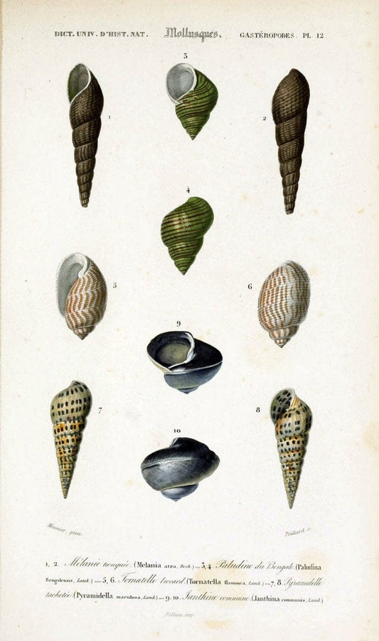 Dictionnaire universel d'histoire naturelle. v. 3 1849 - Atlas (Zoologie-Botanique)Paris | Dictionaries "Natural history" "NCSU Libraries" | Vintage Print Reproduction 470116