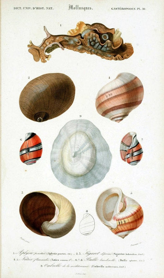 Dictionnaire universel d'histoire naturelle. v. 3 1849 - Atlas (Zoologie-Botanique)Paris | Dictionaries "Natural history" "NCSU Libraries" | Vintage Print Reproduction 470117