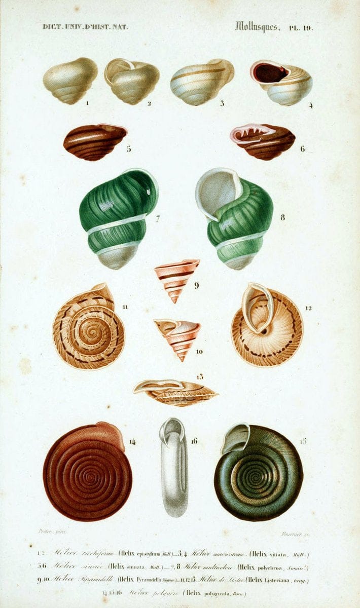 Dictionnaire universel d'histoire naturelle. v. 3 1849 - Atlas (Zoologie-Botanique)Paris | Dictionaries "Natural history" "NCSU Libraries" | Vintage Print Reproduction 470118