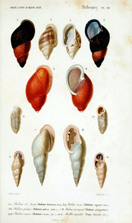 Dictionnaire universel d'histoire naturelle. v. 3 1849 - Atlas (Zoologie-Botanique)Paris | Dictionaries "Natural history" "NCSU Libraries" | Vintage Print Reproduction 470119