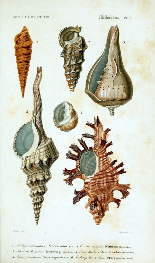 Dictionnaire universel d'histoire naturelle. v. 3 1849 - Atlas (Zoologie-Botanique)Paris | Dictionaries "Natural history" "NCSU Libraries" | Vintage Print Reproduction 470120