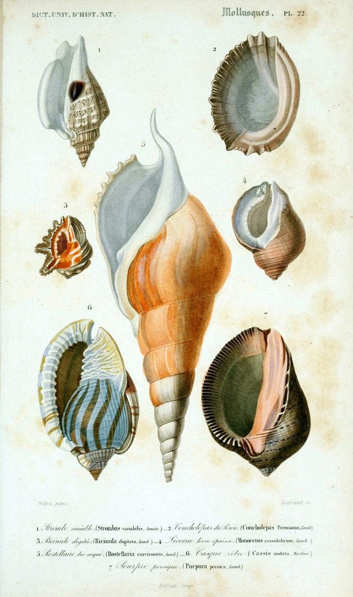 Dictionnaire universel d'histoire naturelle. v. 3 1849 - Atlas (Zoologie-Botanique)Paris | Dictionaries "Natural history" "NCSU Libraries" | Vintage Print Reproduction 470121