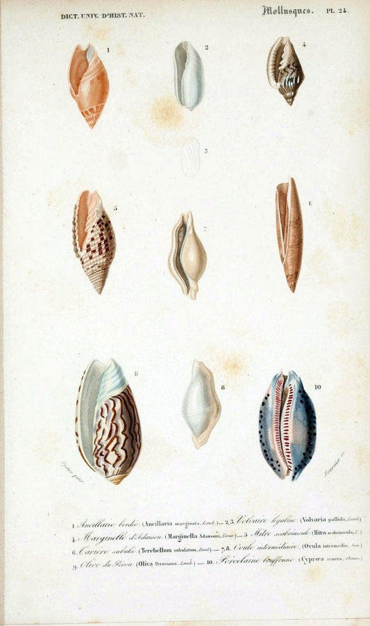 Dictionnaire universel d'histoire naturelle. v. 3 1849 - Atlas (Zoologie-Botanique)Paris | Dictionaries "Natural history" "NCSU Libraries" | Vintage Print Reproduction 470123