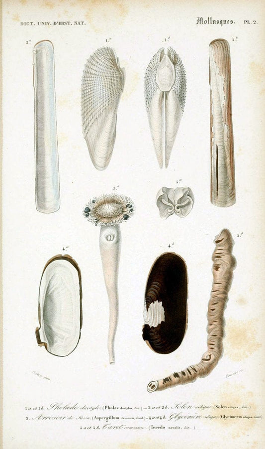 Dictionnaire universel d'histoire naturelle. v. 3 1849 - Atlas (Zoologie-Botanique)Paris | Dictionaries "Natural history" "NCSU Libraries" | Vintage Print Reproduction 470124
