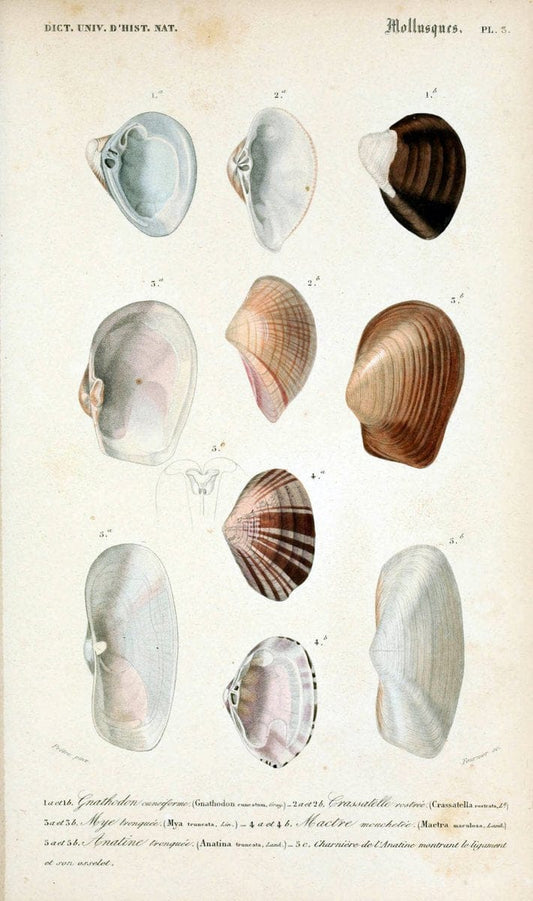 Dictionnaire universel d'histoire naturelle. v. 3 1849 - Atlas (Zoologie-Botanique)Paris | Dictionaries "Natural history" "NCSU Libraries" | Vintage Print Reproduction 470125