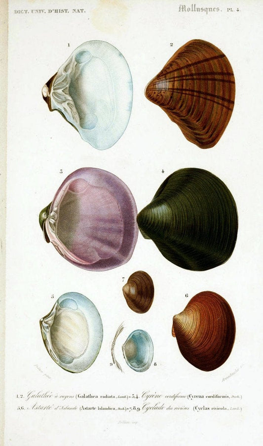 Dictionnaire universel d'histoire naturelle. v. 3 1849 - Atlas (Zoologie-Botanique)Paris | Dictionaries "Natural history" "NCSU Libraries" | Vintage Print Reproduction 470126