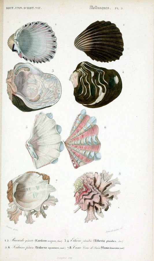 Dictionnaire universel d'histoire naturelle. v. 3 1849 - Atlas (Zoologie-Botanique)Paris | Dictionaries "Natural history" "NCSU Libraries" | Vintage Print Reproduction 470127