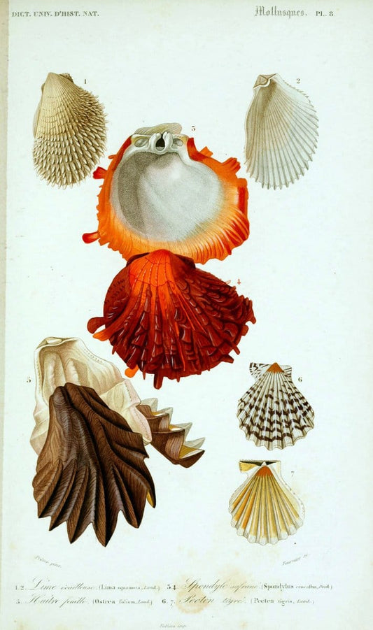 Dictionnaire universel d'histoire naturelle. v. 3 1849 - Atlas (Zoologie-Botanique)Paris | Dictionaries "Natural history" "NCSU Libraries" | Vintage Print Reproduction 470128