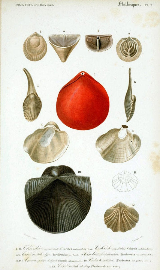 Dictionnaire universel d'histoire naturelle. v. 3 1849 - Atlas (Zoologie-Botanique)Paris | Dictionaries "Natural history" "NCSU Libraries" | Vintage Print Reproduction 470129