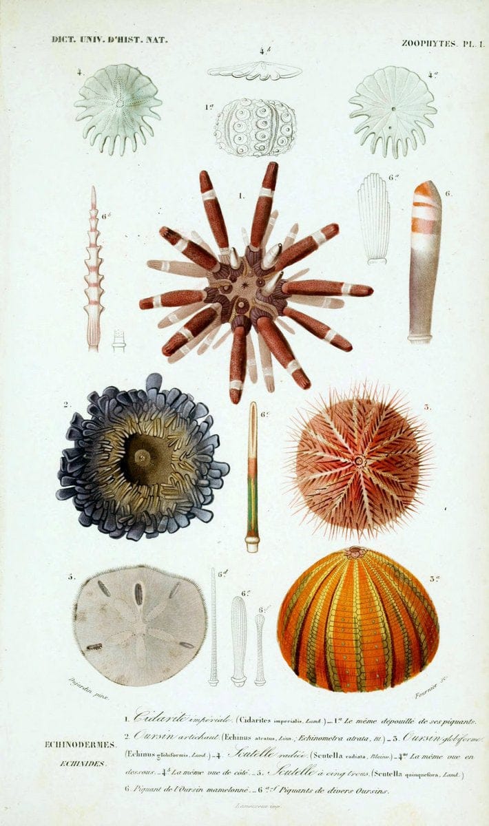 Dictionnaire universel d'histoire naturelle. v. 3 1849 - Atlas (Zoologie-Botanique)Paris | Dictionaries "Natural history" "NCSU Libraries" | Vintage Print Reproduction 470130