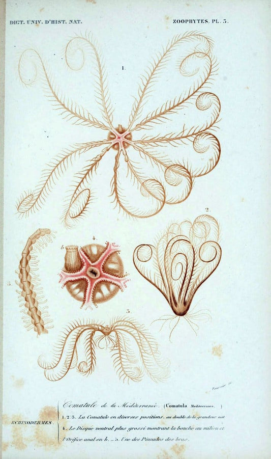 Dictionnaire universel d'histoire naturelle. v. 3 1849 - Atlas (Zoologie-Botanique)Paris | Dictionaries "Natural history" "NCSU Libraries" | Vintage Print Reproduction 470131