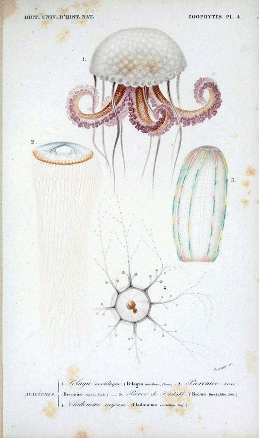 Dictionnaire universel d'histoire naturelle. v. 3 1849 - Atlas (Zoologie-Botanique)Paris | Dictionaries "Natural history" "NCSU Libraries" | Vintage Print Reproduction 470132