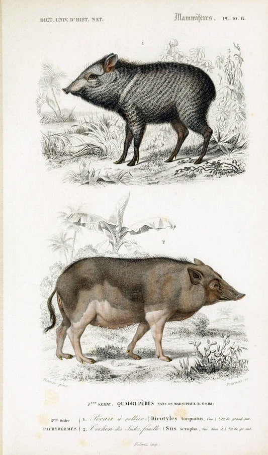 Dictionnaire universel d'histoire naturelle :.Paris:Chez les editeurs MM. Renard, Martinet et cie, rue et Hotel Mignon, 2 ; et chez Langlois et Leclercq, rue de la Harpe | Vintage Reproduction 470135