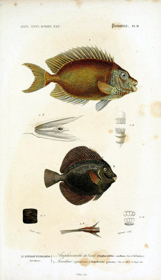 Dictionnaire universel d'histoire naturelle :.Paris:Chez les editeurs MM. Renard, Martinet et cie, rue et Hotel Mignon, 2 ; et chez Langlois et Leclercq, rue de la Harpe | Vintage Reproduction 470136