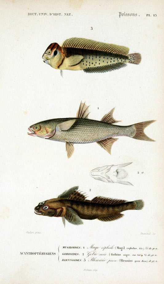 Dictionnaire universel d'histoire naturelle :.Paris:Chez les editeurs MM. Renard, Martinet et cie, rue et Hotel Mignon, 2 ; et chez Langlois et Leclercq, rue de la Harpe | Vintage Reproduction 470137