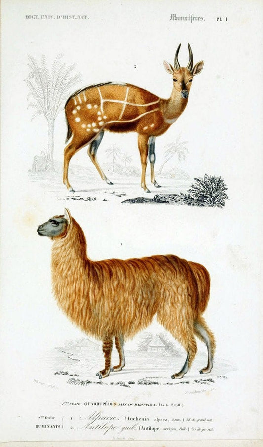 Dictionnaire universel d'histoire naturelle :.Paris:Chez les editeurs MM. Renard, Martinet et cie, rue et Hotel Mignon, 2 ; et chez Langlois et Leclercq, rue de la Harpe | Vintage Reproduction 470138