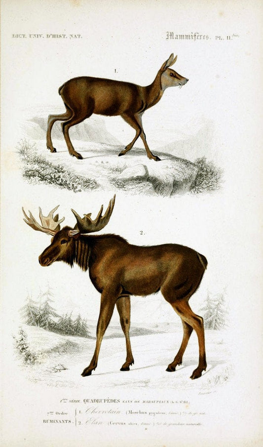 Dictionnaire universel d'histoire naturelle :.Paris:Chez les editeurs MM. Renard, Martinet et cie, rue et Hotel Mignon, 2 ; et chez Langlois et Leclercq, rue de la Harpe | Vintage Reproduction 470139